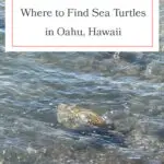 Discover the best beaches to spot Hawaiian green sea turtles on Oahu! From Laniakea Beach to Kailua Beach, these honu hotspots offer incredible opportunities to see these majestic creatures up close. Perfect for wildlife enthusiasts and beach lovers alike, don't miss out on these must-visit locations. Grab your reef-safe sunscreen and snorkeling gear, and dive into the adventure! #Oahu #SeaTurtles #Honu #Hawaii #TravelTips #Wildlife