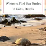 Discover the best beaches to spot Hawaiian green sea turtles on Oahu! From Laniakea Beach to Kailua Beach, these honu hotspots offer incredible opportunities to see these majestic creatures up close. Perfect for wildlife enthusiasts and beach lovers alike, don't miss out on these must-visit locations. Grab your reef-safe sunscreen and snorkeling gear, and dive into the adventure! #Oahu #SeaTurtles #Honu #Hawaii #TravelTips #Wildlife