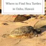 Discover the best beaches to spot Hawaiian green sea turtles on Oahu! From Laniakea Beach to Kailua Beach, these honu hotspots offer incredible opportunities to see these majestic creatures up close. Perfect for wildlife enthusiasts and beach lovers alike, don't miss out on these must-visit locations. Grab your reef-safe sunscreen and snorkeling gear, and dive into the adventure! #Oahu #SeaTurtles #Honu #Hawaii #TravelTips #Wildlife