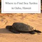 Discover the best beaches to spot Hawaiian green sea turtles on Oahu! From Laniakea Beach to Kailua Beach, these honu hotspots offer incredible opportunities to see these majestic creatures up close. Perfect for wildlife enthusiasts and beach lovers alike, don't miss out on these must-visit locations. Grab your reef-safe sunscreen and snorkeling gear, and dive into the adventure! #Oahu #SeaTurtles #Honu #Hawaii #TravelTips #Wildlife