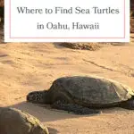 Discover the best beaches to spot Hawaiian green sea turtles on Oahu! From Laniakea Beach to Kailua Beach, these honu hotspots offer incredible opportunities to see these majestic creatures up close. Perfect for wildlife enthusiasts and beach lovers alike, don't miss out on these must-visit locations. Grab your reef-safe sunscreen and snorkeling gear, and dive into the adventure! #Oahu #SeaTurtles #Honu #Hawaii #TravelTips #Wildlife