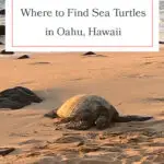 Discover the best beaches to spot Hawaiian green sea turtles on Oahu! From Laniakea Beach to Kailua Beach, these honu hotspots offer incredible opportunities to see these majestic creatures up close. Perfect for wildlife enthusiasts and beach lovers alike, don't miss out on these must-visit locations. Grab your reef-safe sunscreen and snorkeling gear, and dive into the adventure! #Oahu #SeaTurtles #Honu #Hawaii #TravelTips #Wildlife