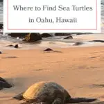 Discover the best beaches to spot Hawaiian green sea turtles on Oahu! From Laniakea Beach to Kailua Beach, these honu hotspots offer incredible opportunities to see these majestic creatures up close. Perfect for wildlife enthusiasts and beach lovers alike, don't miss out on these must-visit locations. Grab your reef-safe sunscreen and snorkeling gear, and dive into the adventure! #Oahu #SeaTurtles #Honu #Hawaii #TravelTips #Wildlife