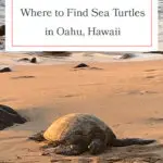 Discover the best beaches to spot Hawaiian green sea turtles on Oahu! From Laniakea Beach to Kailua Beach, these honu hotspots offer incredible opportunities to see these majestic creatures up close. Perfect for wildlife enthusiasts and beach lovers alike, don't miss out on these must-visit locations. Grab your reef-safe sunscreen and snorkeling gear, and dive into the adventure! #Oahu #SeaTurtles #Honu #Hawaii #TravelTips #Wildlife