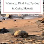 Discover the best beaches to spot Hawaiian green sea turtles on Oahu! From Laniakea Beach to Kailua Beach, these honu hotspots offer incredible opportunities to see these majestic creatures up close. Perfect for wildlife enthusiasts and beach lovers alike, don't miss out on these must-visit locations. Grab your reef-safe sunscreen and snorkeling gear, and dive into the adventure! #Oahu #SeaTurtles #Honu #Hawaii #TravelTips #Wildlife