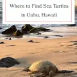 Discover the best beaches to spot Hawaiian green sea turtles on Oahu! From Laniakea Beach to Kailua Beach, these honu hotspots offer incredible opportunities to see these majestic creatures up close. Perfect for wildlife enthusiasts and beach lovers alike, don't miss out on these must-visit locations. Grab your reef-safe sunscreen and snorkeling gear, and dive into the adventure! #Oahu #SeaTurtles #Honu #Hawaii #TravelTips #Wildlife