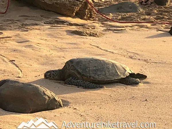 Discover the best beaches to spot Hawaiian green sea turtles on Oahu! From Laniakea Beach to Kailua Beach, these honu hotspots offer incredible opportunities to see these majestic creatures up close. Perfect for wildlife enthusiasts and beach lovers alike, don't miss out on these must-visit locations. Grab your reef-safe sunscreen and snorkeling gear, and dive into the adventure! #Oahu #SeaTurtles #Honu #Hawaii #TravelTips #Wildlife