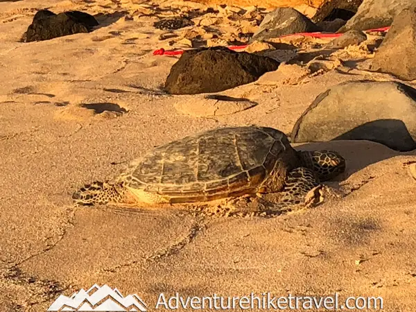 Discover the best beaches to spot Hawaiian green sea turtles on Oahu! From Laniakea Beach to Kailua Beach, these honu hotspots offer incredible opportunities to see these majestic creatures up close. Perfect for wildlife enthusiasts and beach lovers alike, don't miss out on these must-visit locations. Grab your reef-safe sunscreen and snorkeling gear, and dive into the adventure! #Oahu #SeaTurtles #Honu #Hawaii #TravelTips #Wildlife