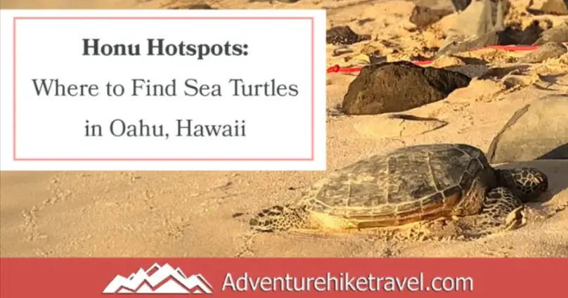 Honu-Hotspots-Where-to-Find-Sea-Turtles-in-Oahu-Hawaii-Adventure-Hike-Travel