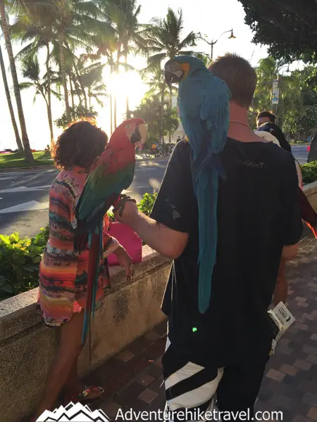 Top 15 Things To Do For Free in Waikiki