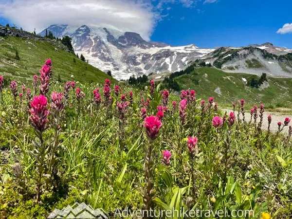 Skyline Trail To Panorama Point Paradise Mount Rainier