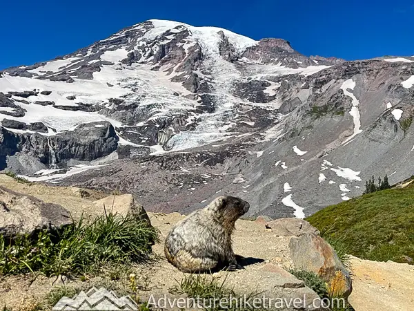 Discover breathtaking views on the Skyline Trail to Panorama Point at Mount Rainier! This 5.5-mile hike offers incredible vistas, glaciers, and wildflowers. A bucket-list trail for any nature lover! 🌲🏔 #MountRainier #SkylineTrail #PNW #HikingAdventures