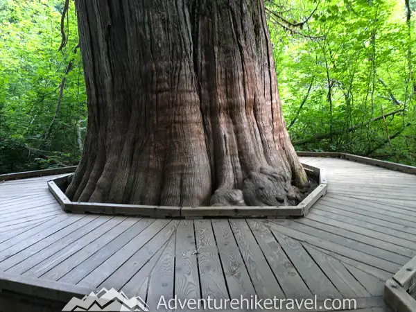 Experience the awe-inspiring Grove of the Patriarchs in Mount Rainier National Park! This short, accessible trail takes you through a magical old-growth forest filled with towering trees that have stood for centuries. It's a must-visit stop on your Mount Rainier journey, where you can connect with nature and marvel at the beauty of these ancient giants!