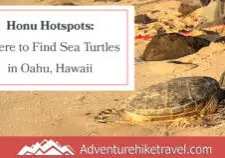 Discover the best beaches to spot Hawaiian green sea turtles on Oahu! From Laniakea Beach to Kailua Beach, these honu hotspots offer incredible opportunities to see these majestic creatures up close. Perfect for wildlife enthusiasts and beach lovers alike, don't miss out on these must-visit locations. Grab your reef-safe sunscreen and snorkeling gear, and dive into the adventure! #Oahu #SeaTurtles #Honu #Hawaii #TravelTips #Wildlife